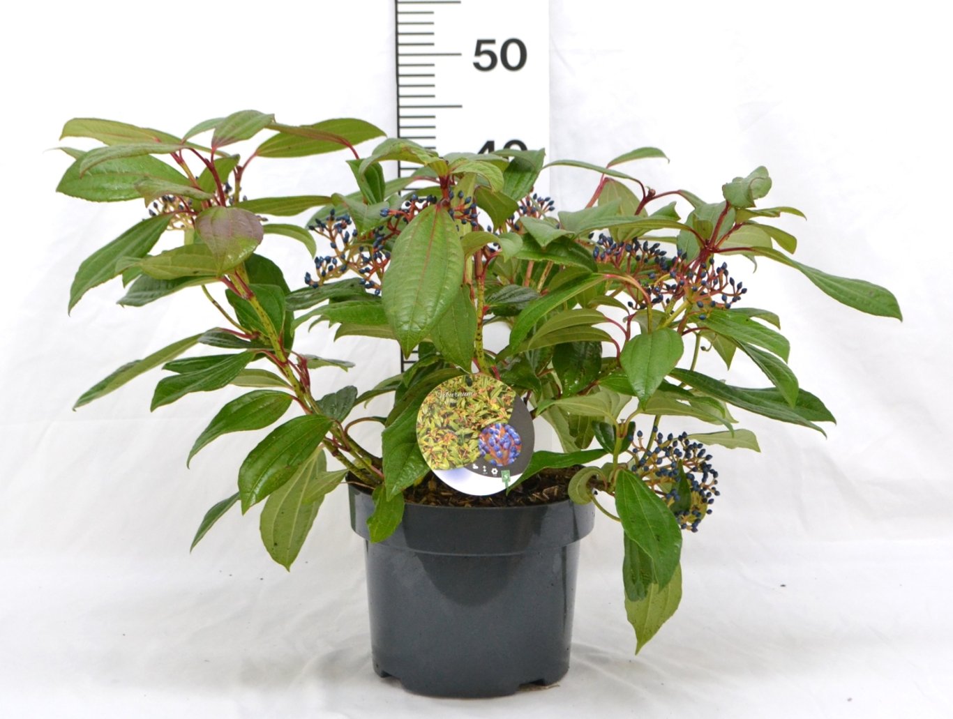 Viburnum davidii - C5 40-50 CM